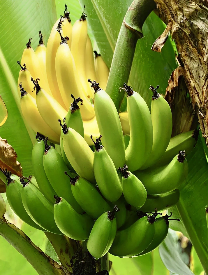 Ecoflav Banana Powder