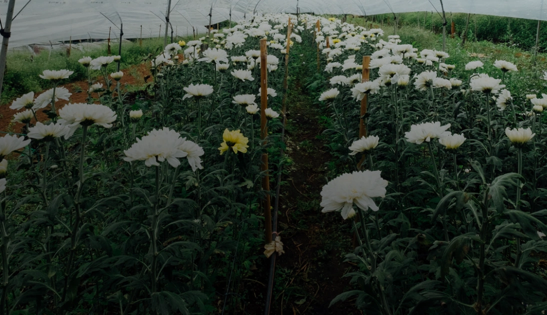 Green tech innovation